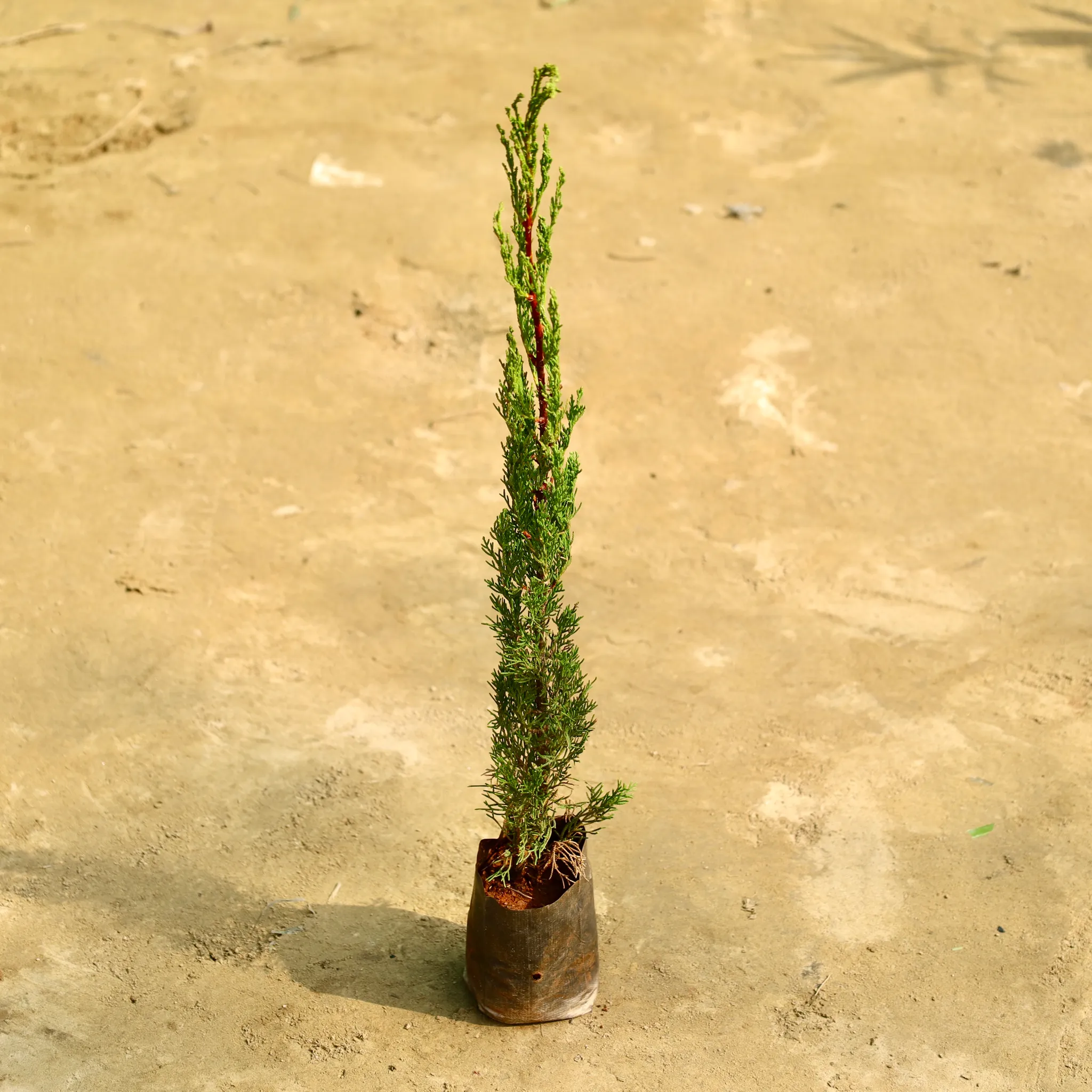 Pencil Pine in 4 Inch Nursery Bag