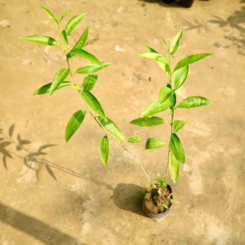 Raat Ki Rani / Night Blooming Jasmine in 7 Inch Nursery Bag