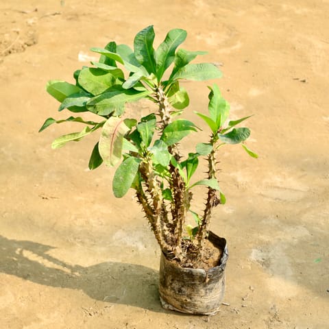 Euphorbia (Any Colour) in 8 Inch Nursery Bag