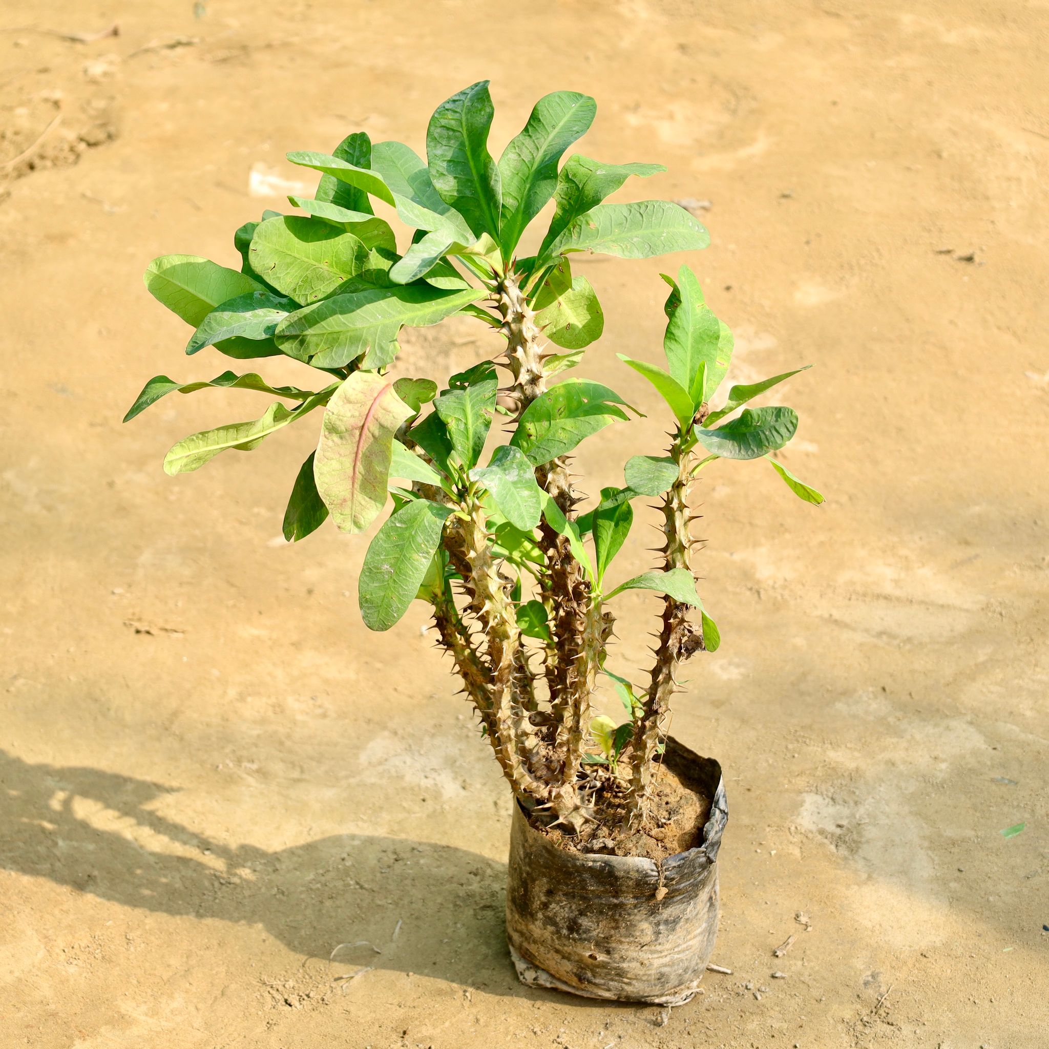 Euphorbia (Any Colour) in 8 Inch Nursery Bag