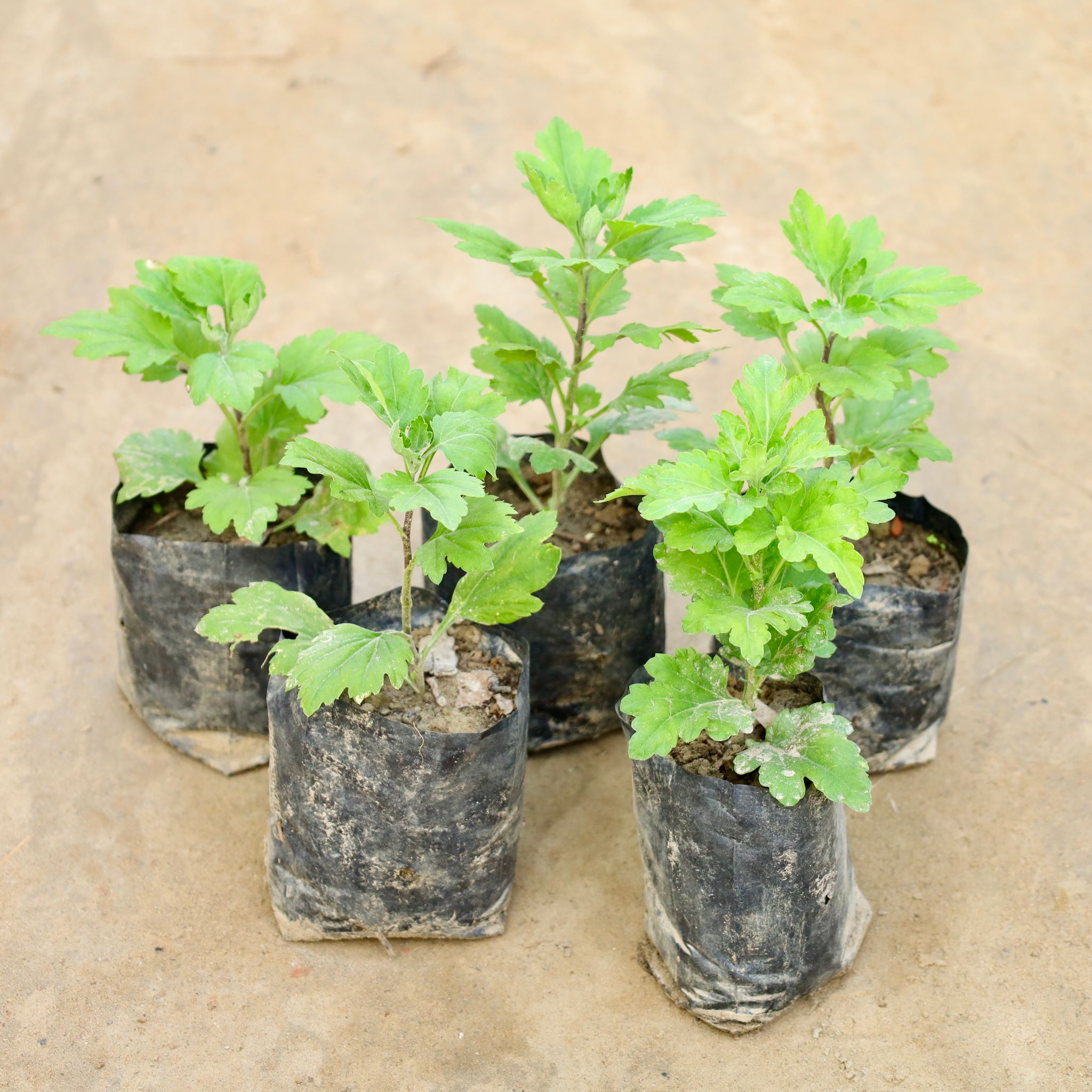 Set Of 5 - Chrysanthemum / Guldawari (Any Colour) in 4 Inch Nursery Bag