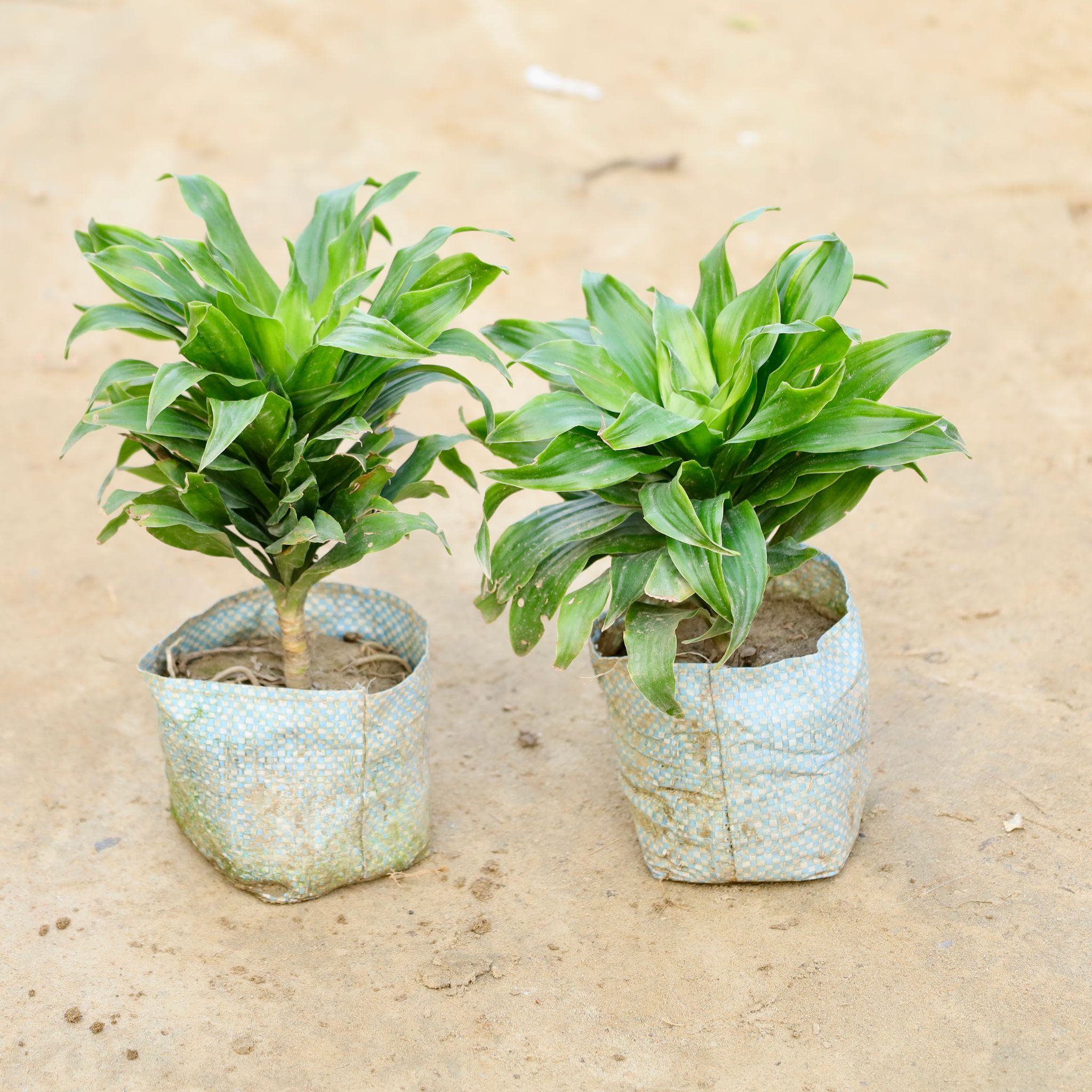 Set Of 2 - Dracaena Compacta in 4 Inch Nursery Bag