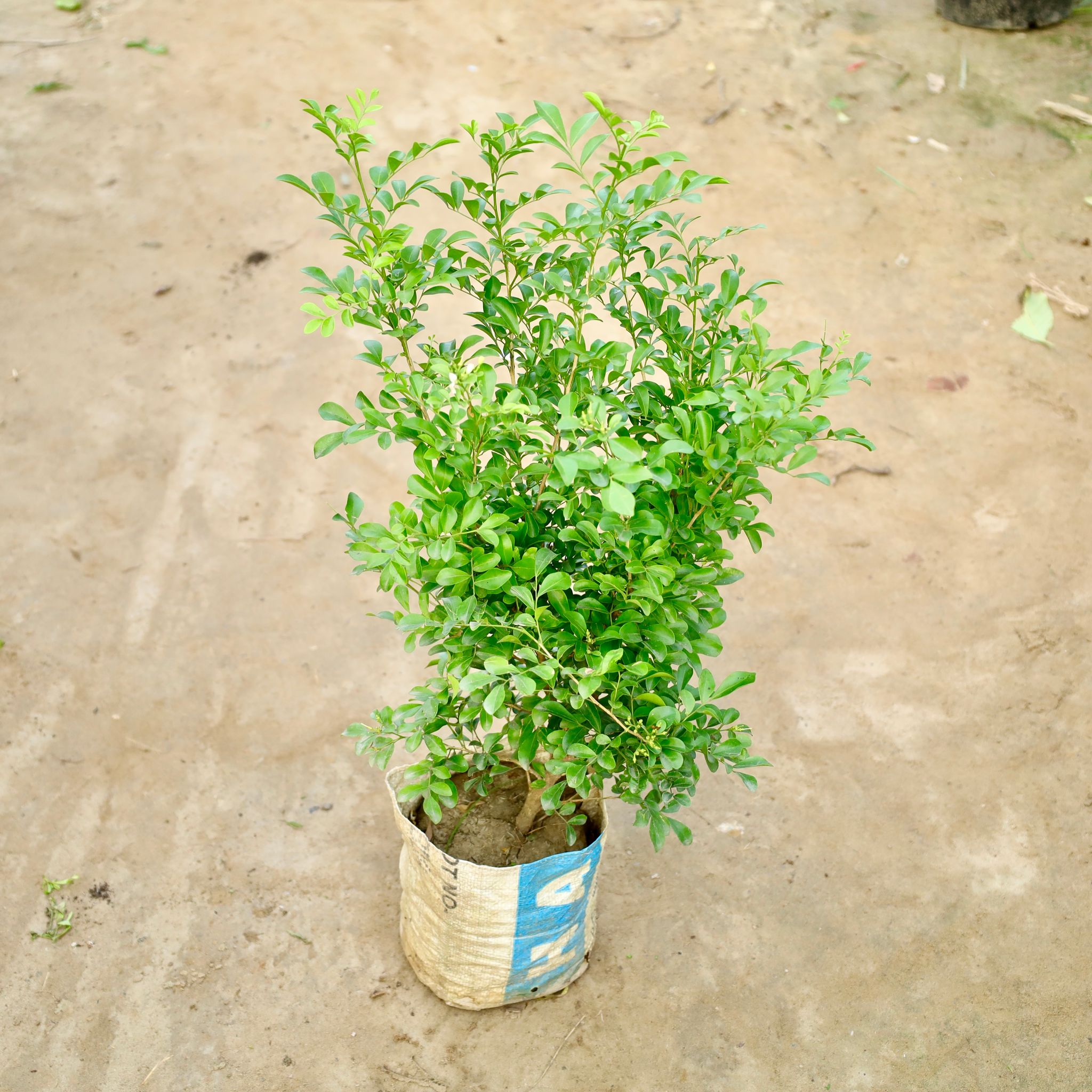 Murraya / Madhu Kamini Dwarf (Any Colour) in 8 Inch Nursery Bag