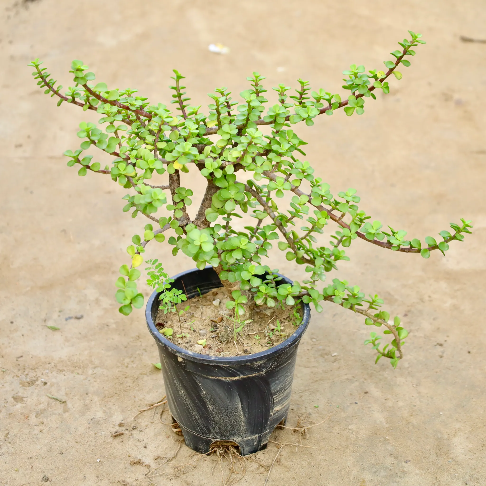 Jade Bonsai in 6 Inch Nursery Pot