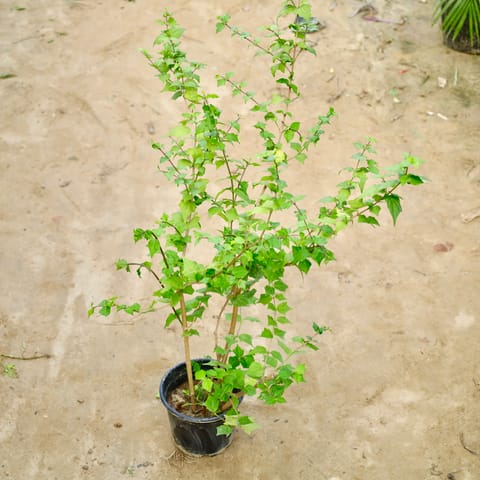 Thunbergia / Bush Clock Vine in 8 Inch Nursery Pot