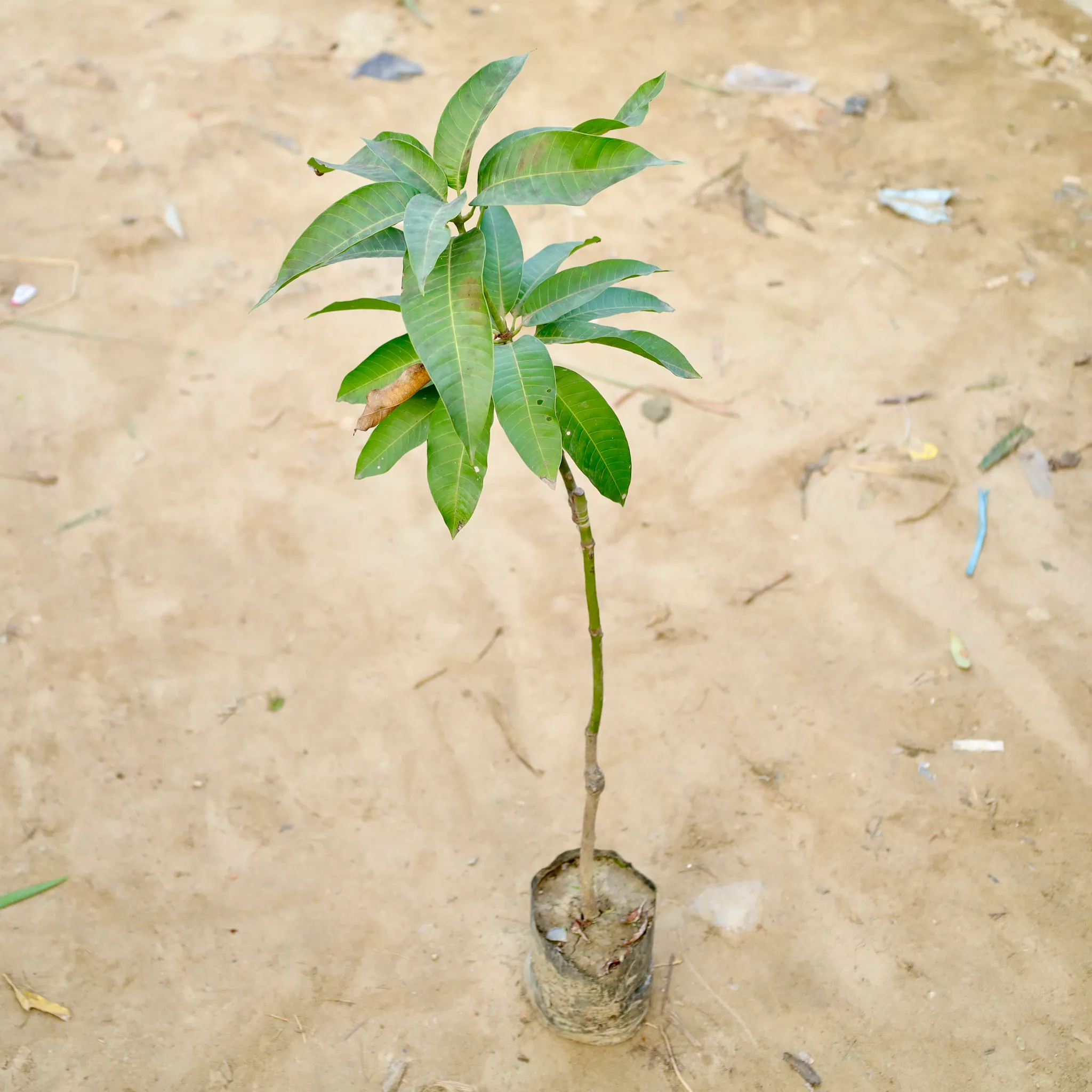 Grafted Mango in 6 Inch Nursery Bag