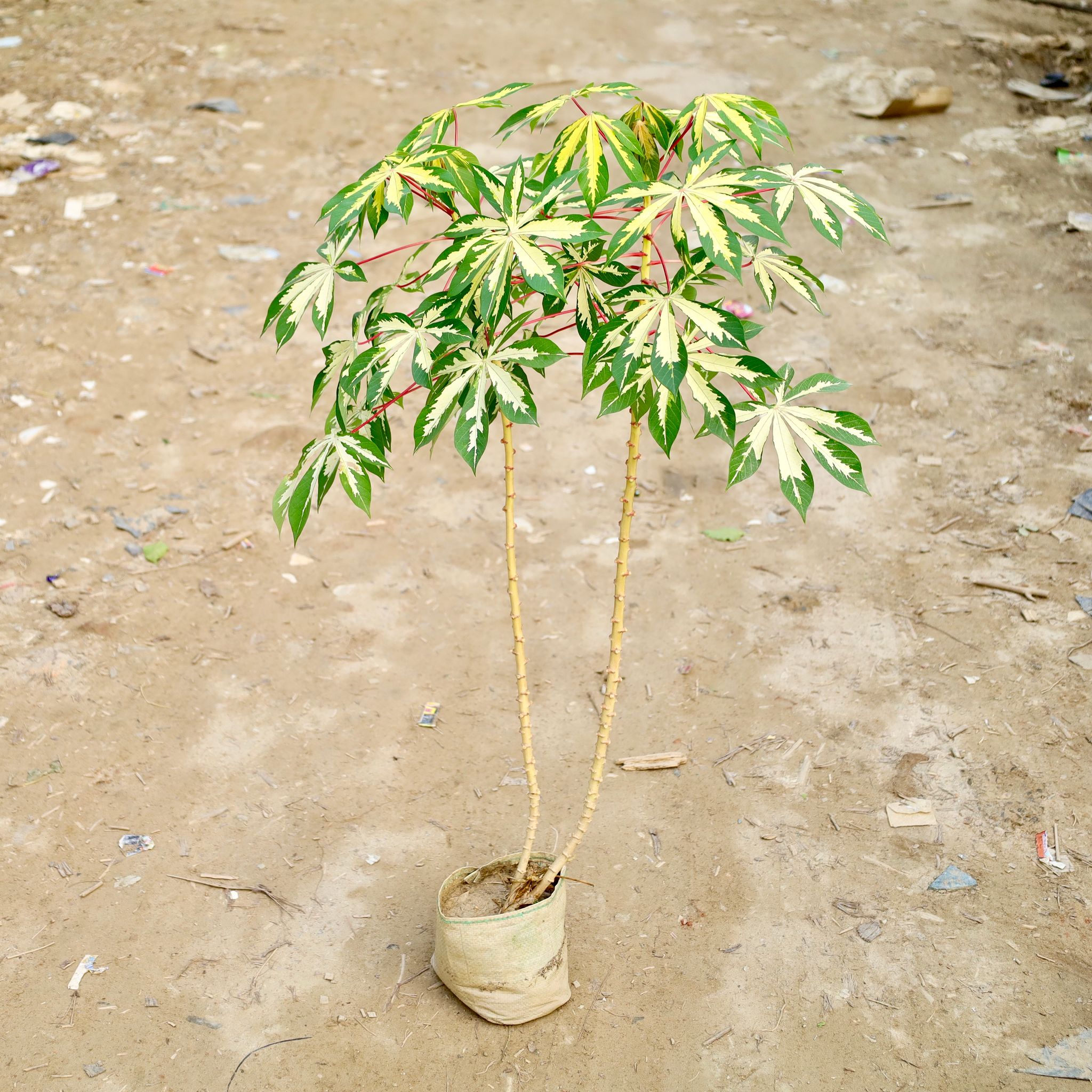 Tapioca / Cassava in 8 Inch Nursery Bag