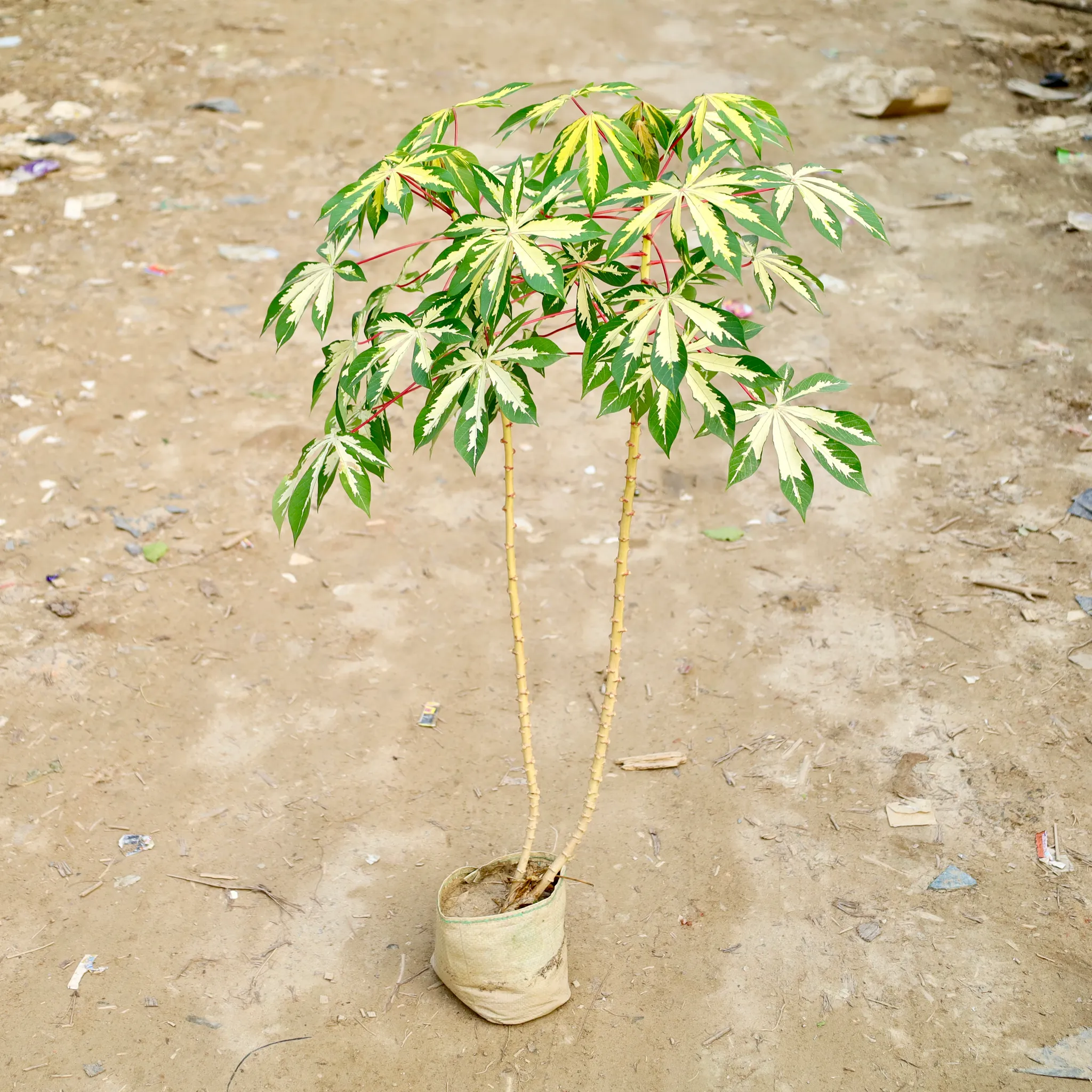 Tapioca / Cassava in 8 Inch Nursery Bag