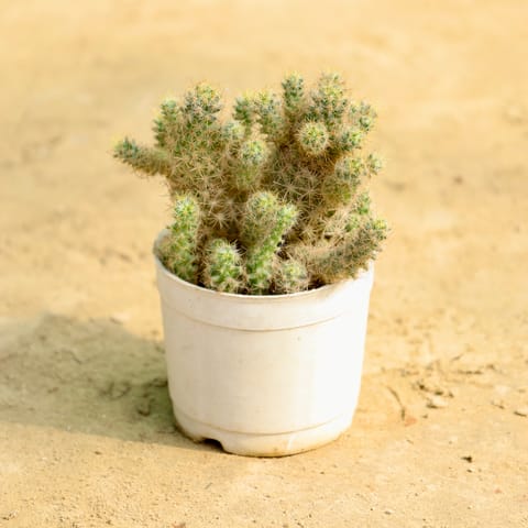 Mammillaria Cactus in 3 Inch Nursery Pot