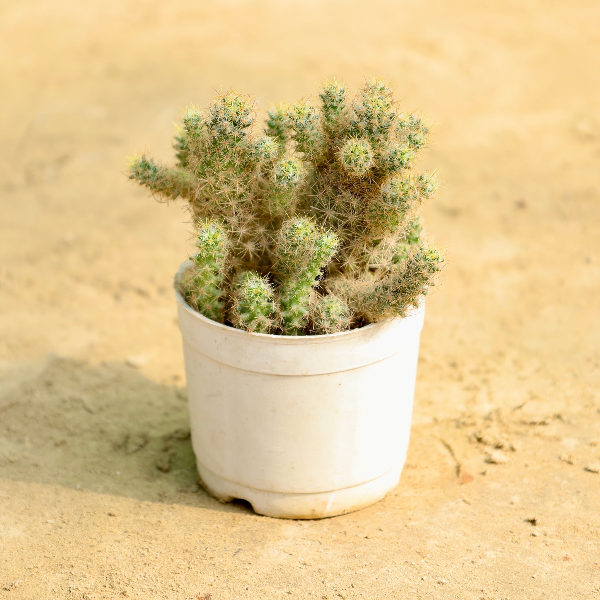 Mammillaria Cactus in 3 Inch Nursery Pot