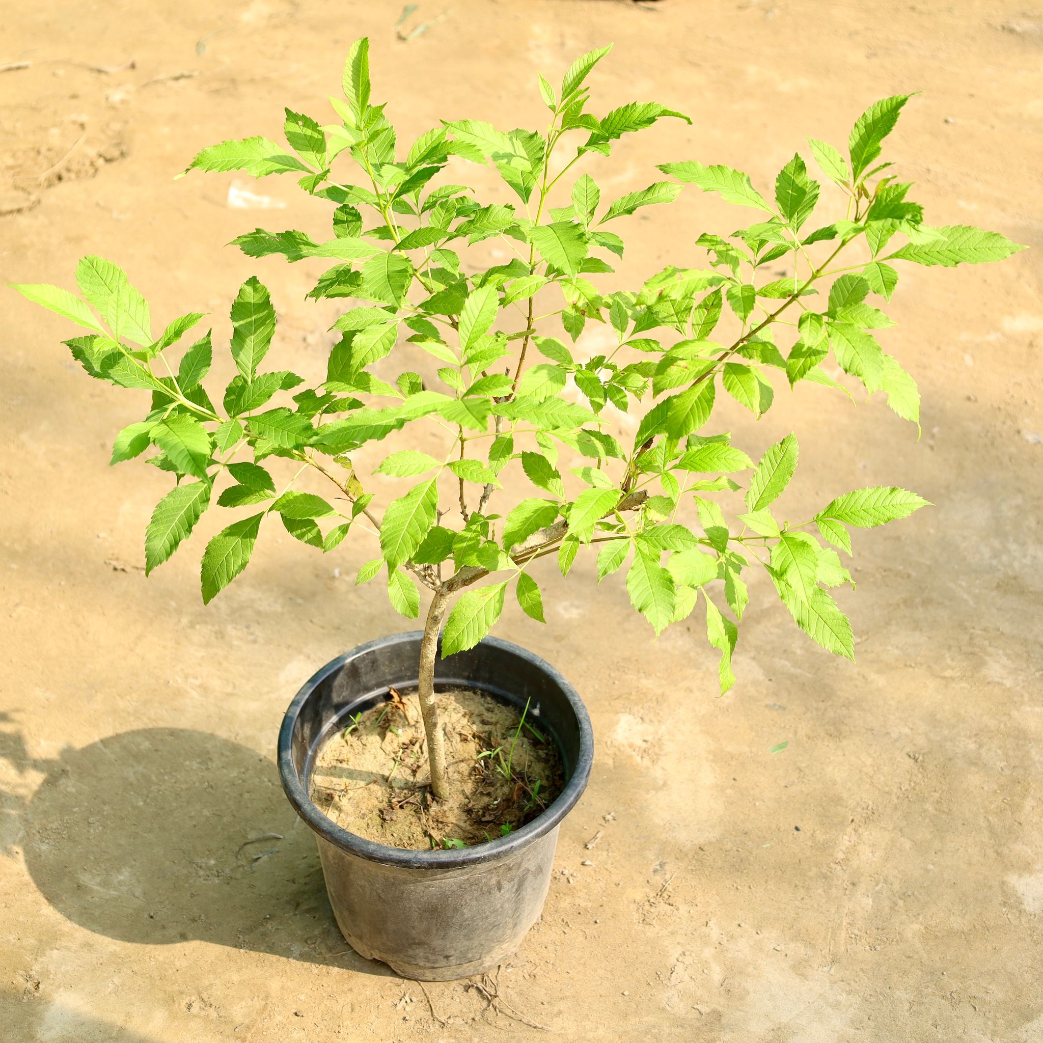 Tecoma Gori Chori (Any Colour) in 10 Inch Nursery Pot