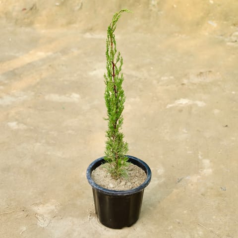 Pencil Pine in 8 Inch Nursery Pot