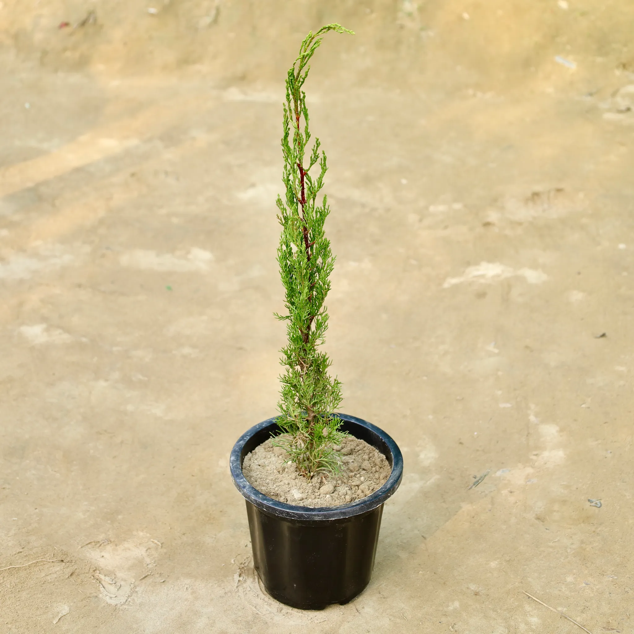 Pencil Pine in 8 Inch Nursery Pot