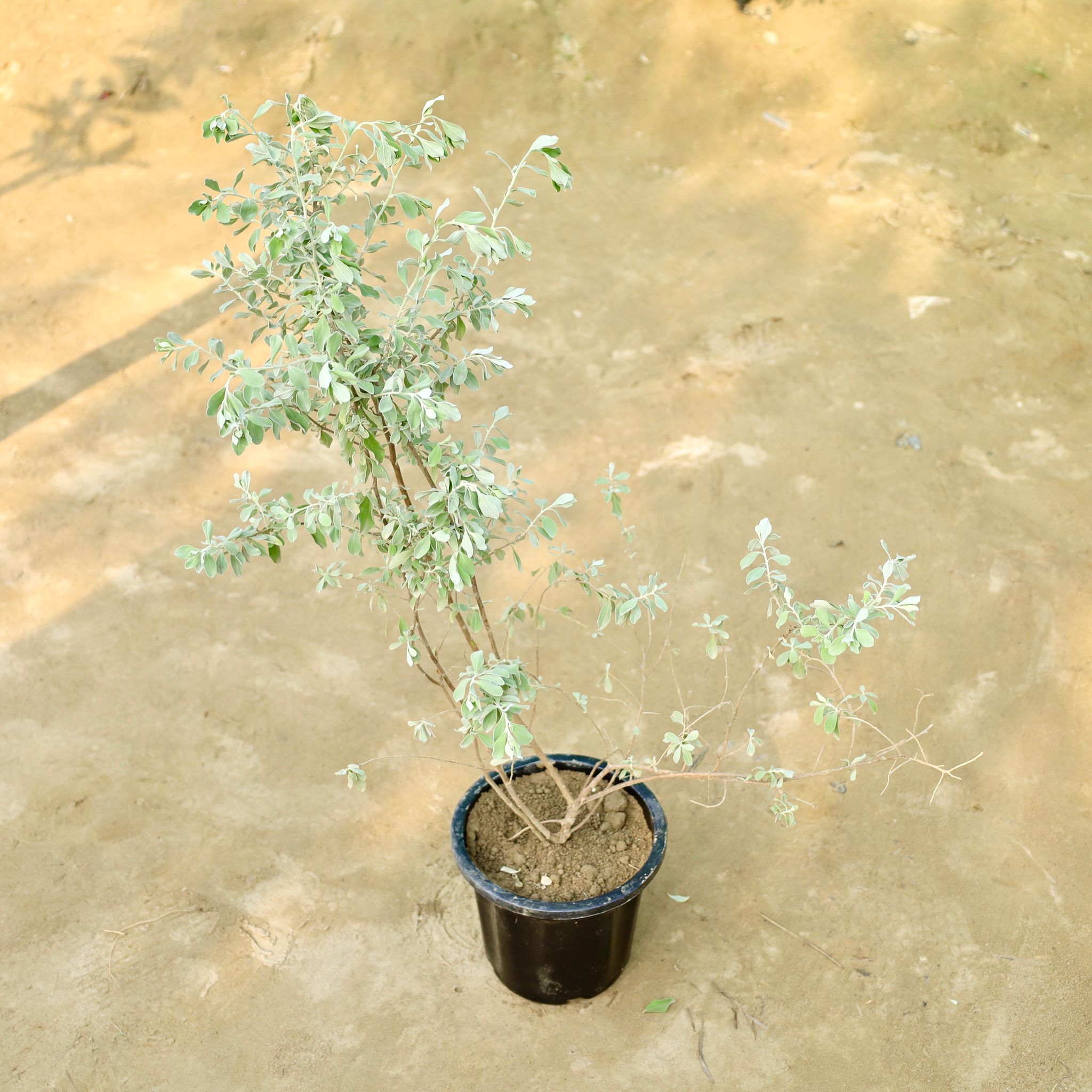 Leucophyllum / Texas Sage / Nikotia Plant in 8 Inch Nursery Pot