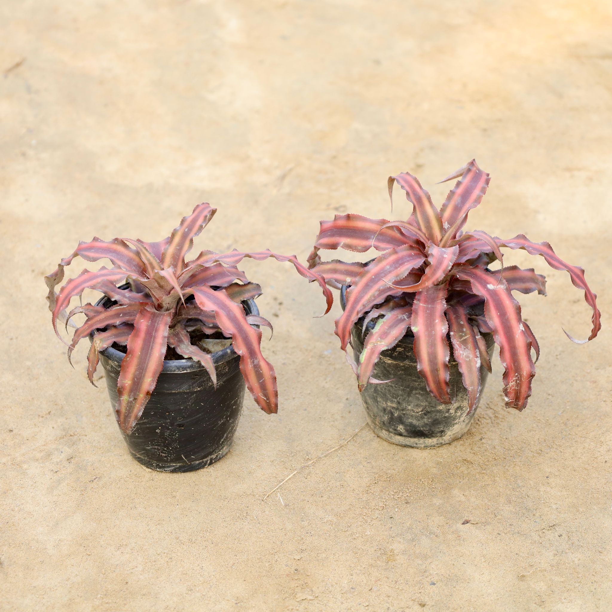 Set Of 2 - Cryptanthus (Any Colour) in 4 Inch Nursery Pot