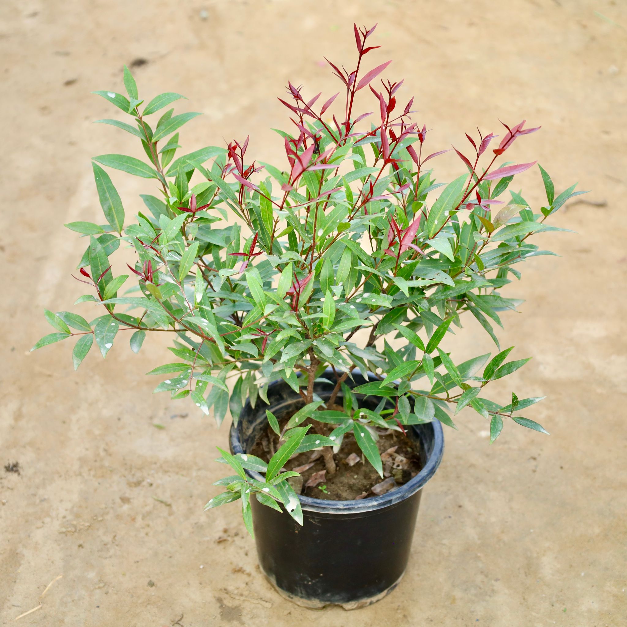 Syzygium / Christina Ficus in 8 Inch Nursery Pot