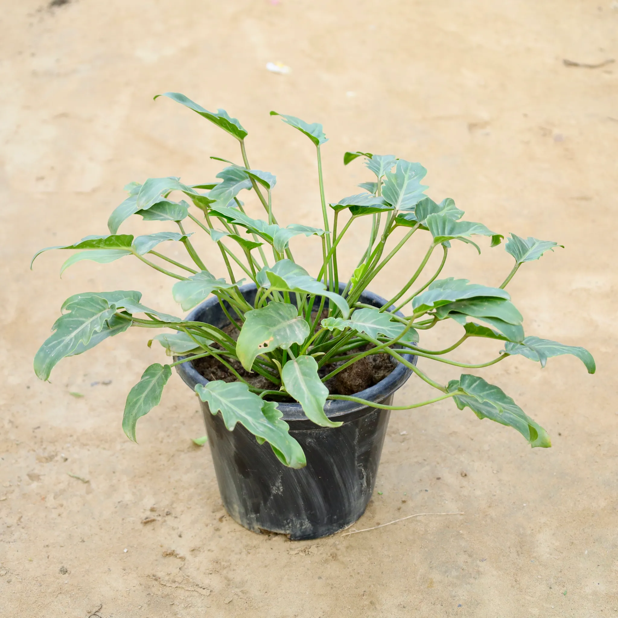 Xanadu Green in 8 Inch Nursery Pot