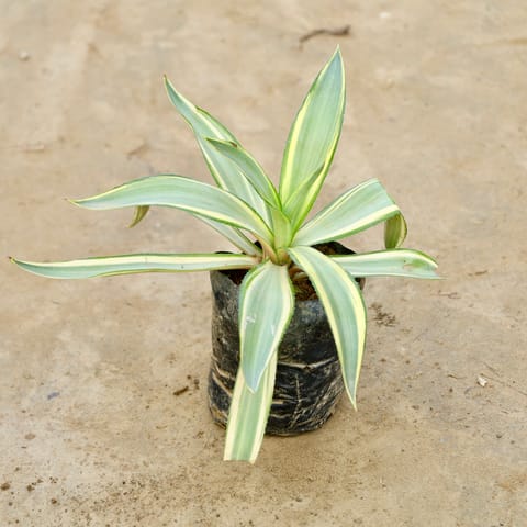 Furcraea in 6 Inch Nursery Bag