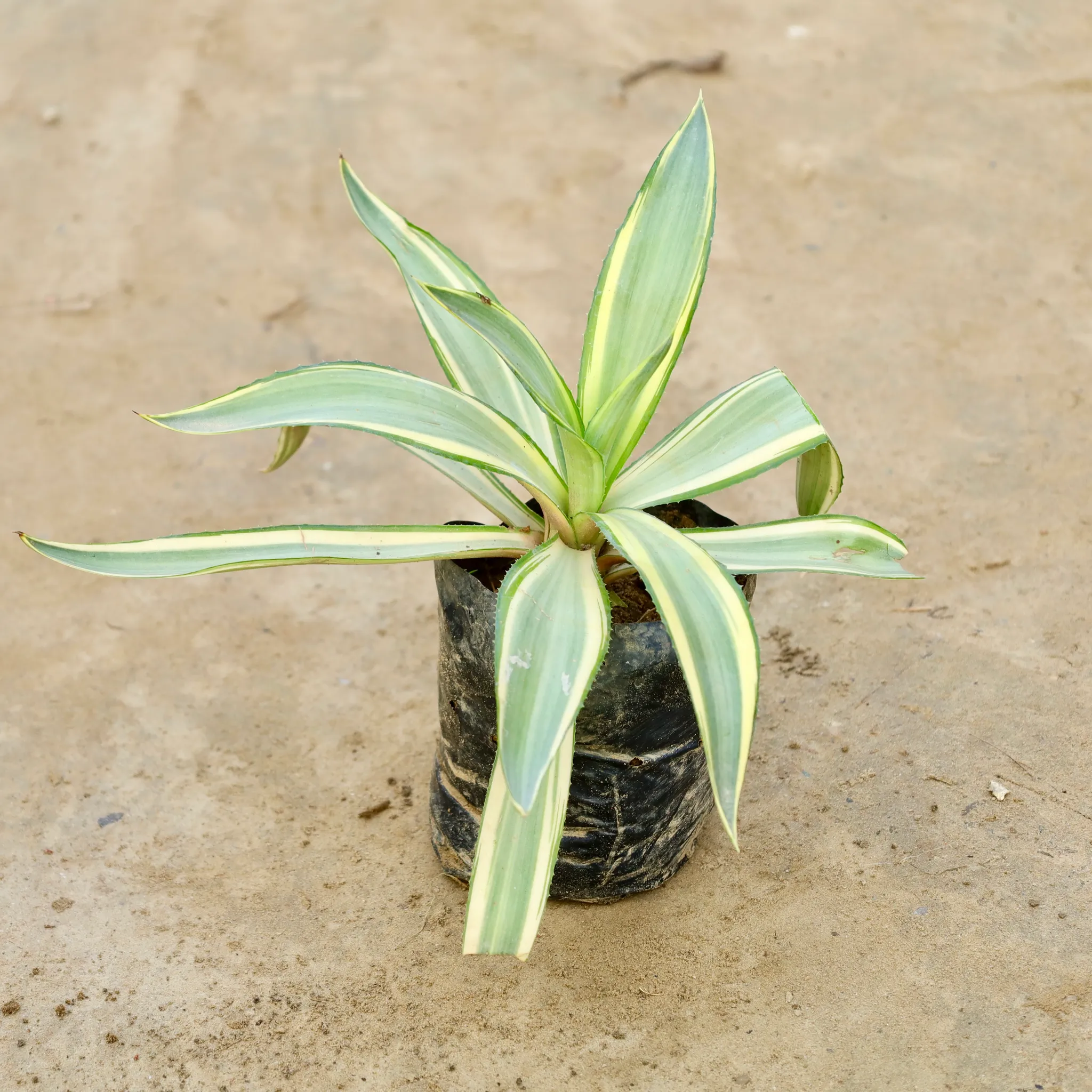 Furcraea in 6 Inch Nursery Bag