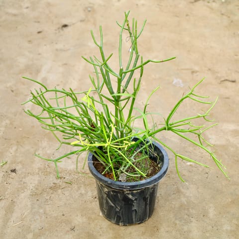 Firestick Pencil Cactus in 8 Inch Nursery Pot