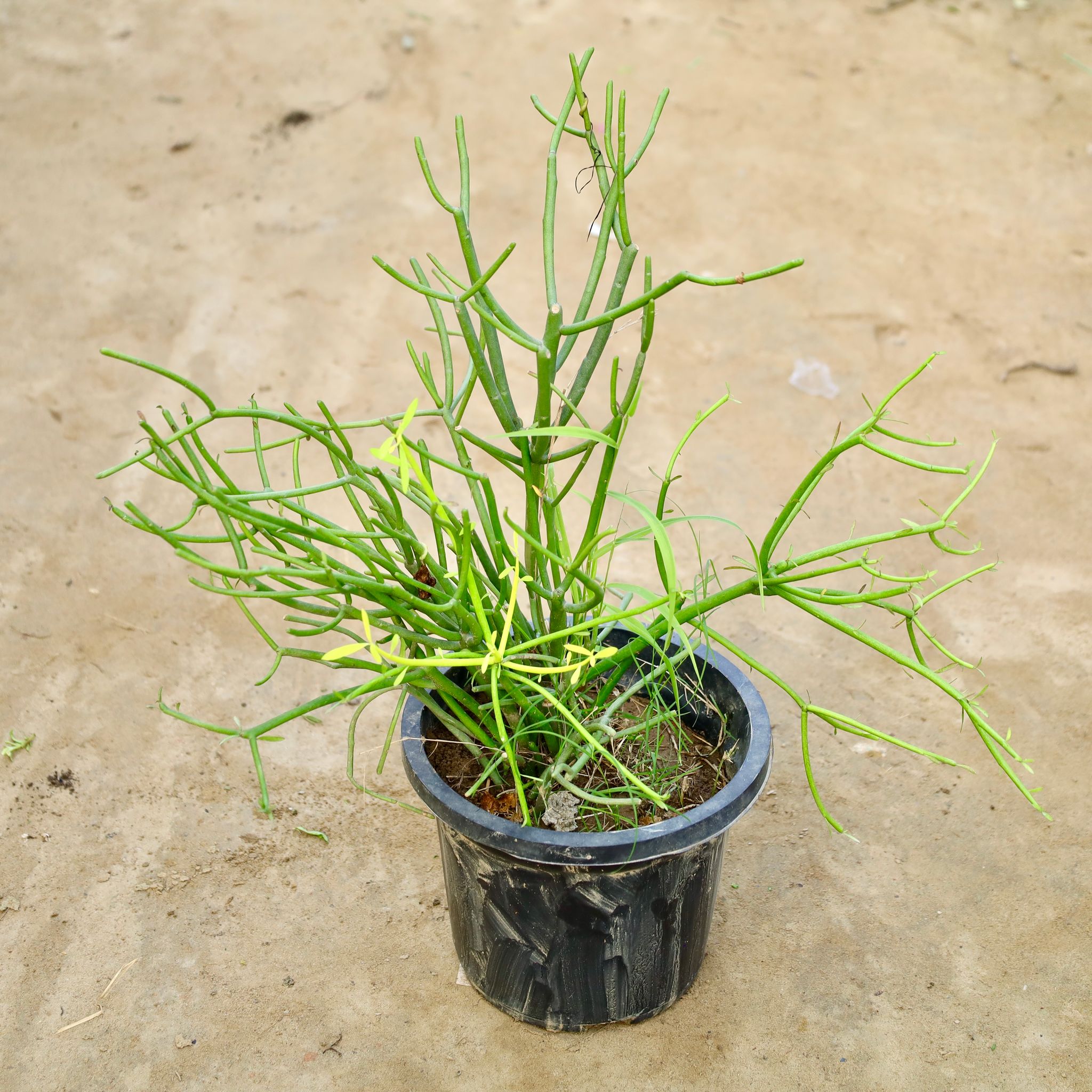 Firestick Pencil Cactus in 8 Inch Nursery Pot