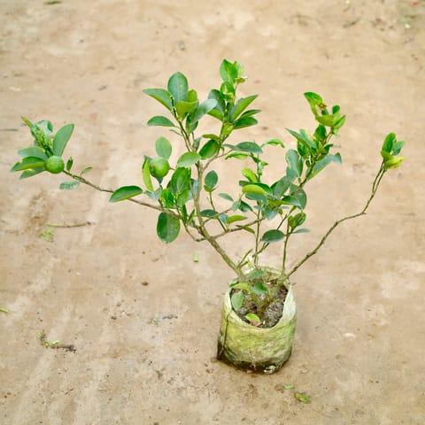 Kagzi Lemon / Nimbu in 8 Inch Nursery Bag