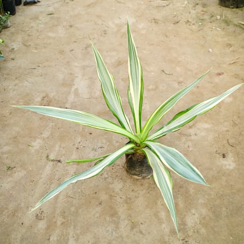 Furcraea in 6 Inch Nursery Bag