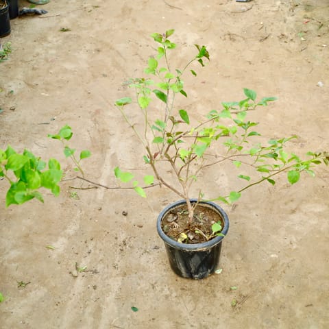 Bougainvillea (Any Color) in 8 Inch Nursery Pot