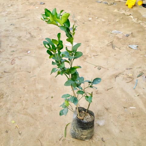 Mosambi / Sweet Lemon in 8 Inch Nursery Bag