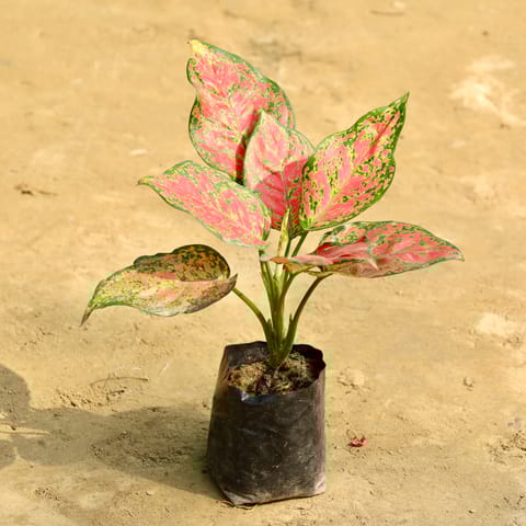 Aglaonema Valentine in 4 Inch Nursery Bag