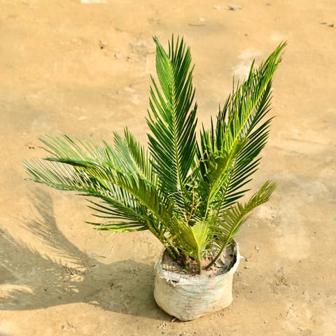Cycas Palm in 8 Inch Nursery Bag