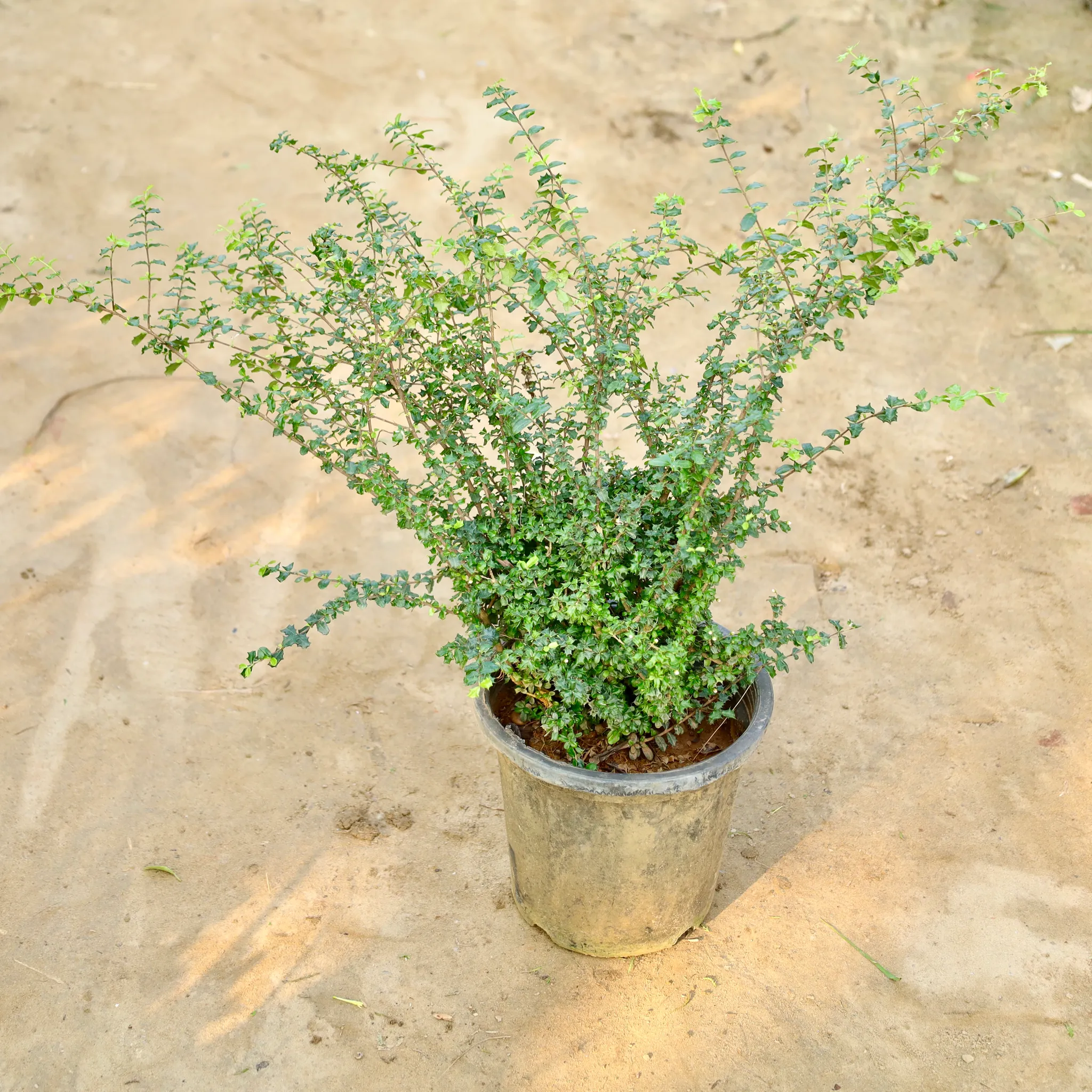 Malpighia in 10 Inch Nursery Pot