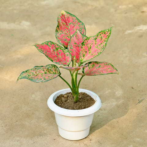 Aglaonema Valentine in 6 Inch White Classy Plastic Pot