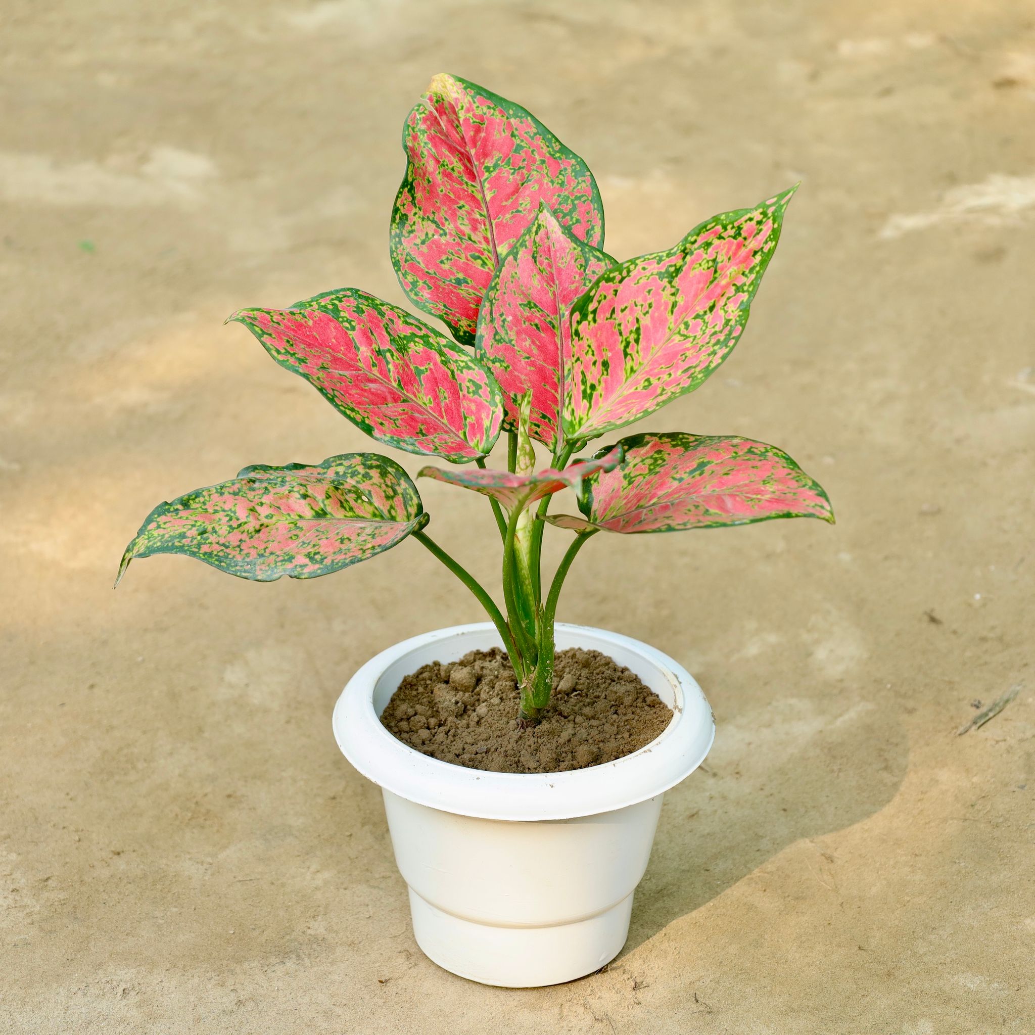 Aglaonema Valentine in 6 Inch White Classy Plastic Pot
