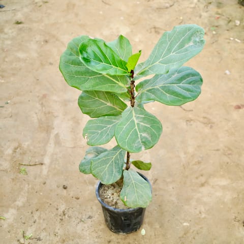 Fiddle Leaf / Ficus Lyrata in 8 Inch Nursery Pot