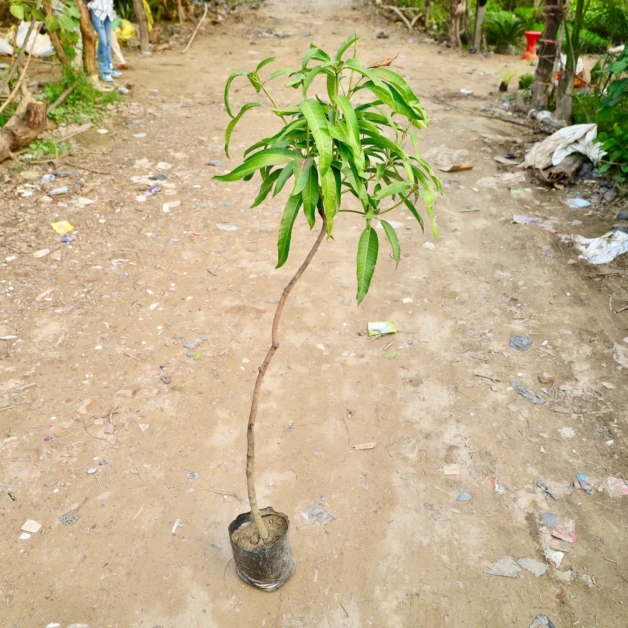 Grafted Mango Amrapali  in 10 Inch Nursery Bag