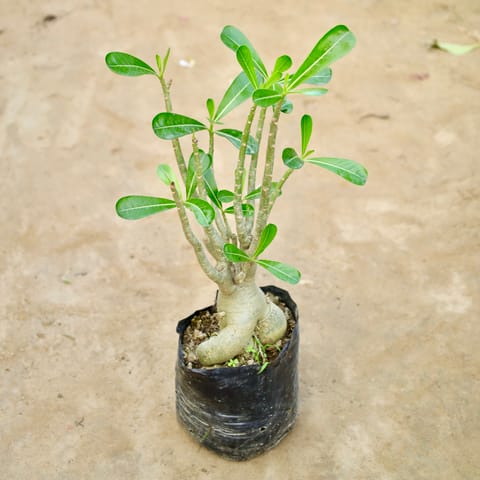 Adenium Bonsai (8 Years Old) in 8 Inch Live Plant Nursery Bag