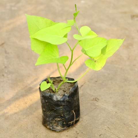 Ipomea / Sweet Potato Vine in 4 Inch Nursery Bag