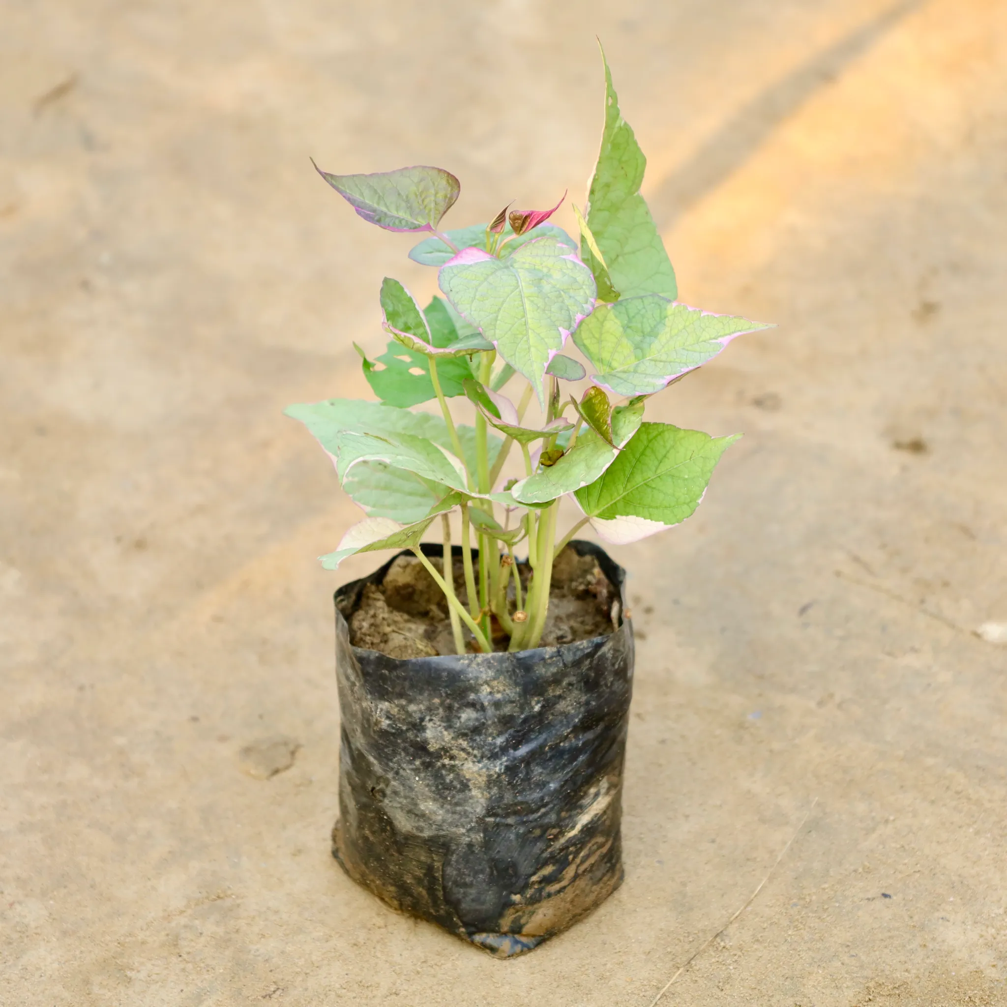 Ipomea Variegated / Sweet Potato Vine in 4 Inch Nursery Bag