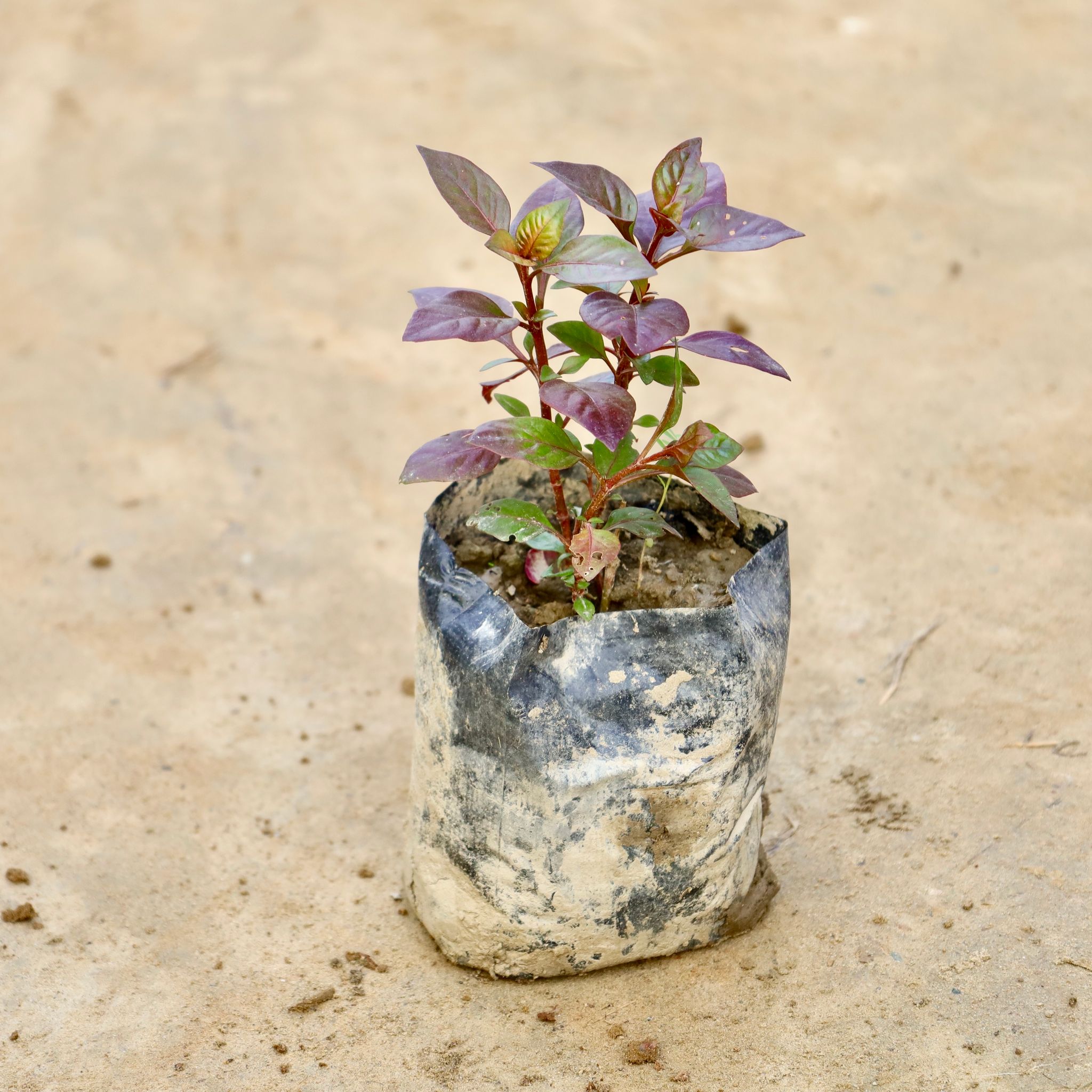Alternanthera Hybrid  in 4 Inch Nursery Bag