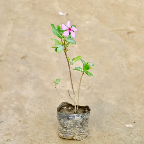 Periwinkle / Vinca / Sadabahar Desi (Any Colour) in 4 Inch Nursery Bag