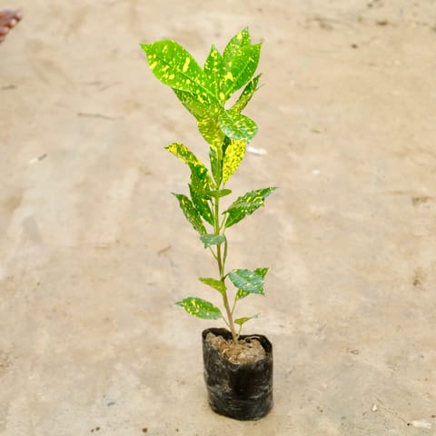 Baby Croton in 4 Inch Nursery Bag