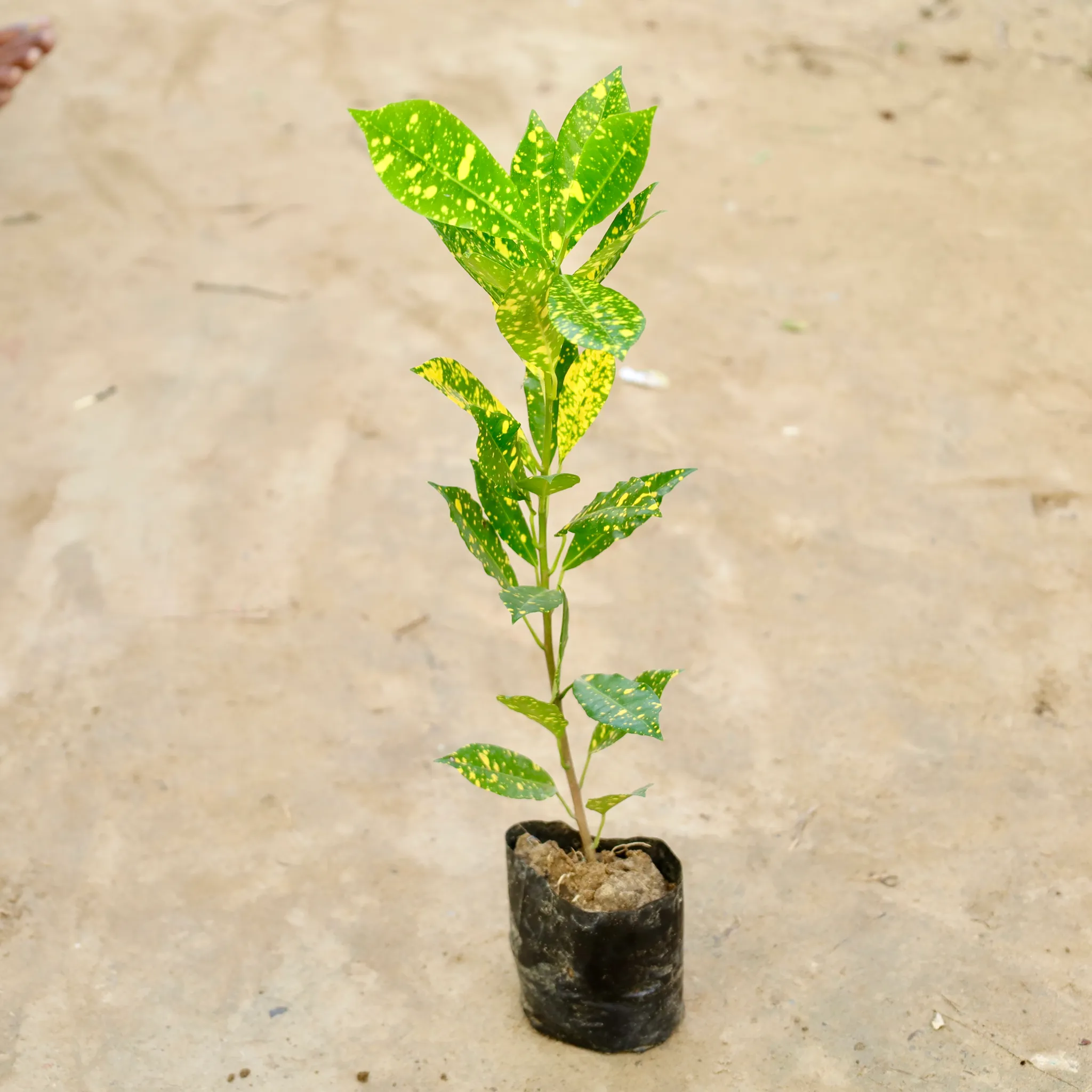 Baby Croton in 4 Inch Nursery Bag