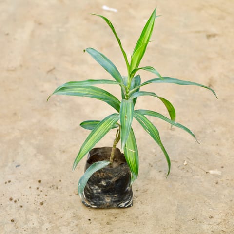 Song Of india Green  in 4 Inch Nursery Bag