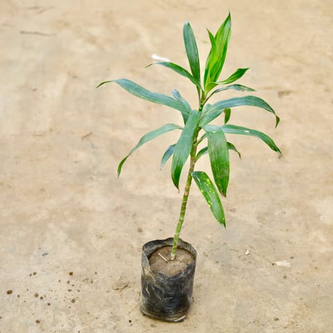 Dracaena Green  in 4 Inch Nursery Bag