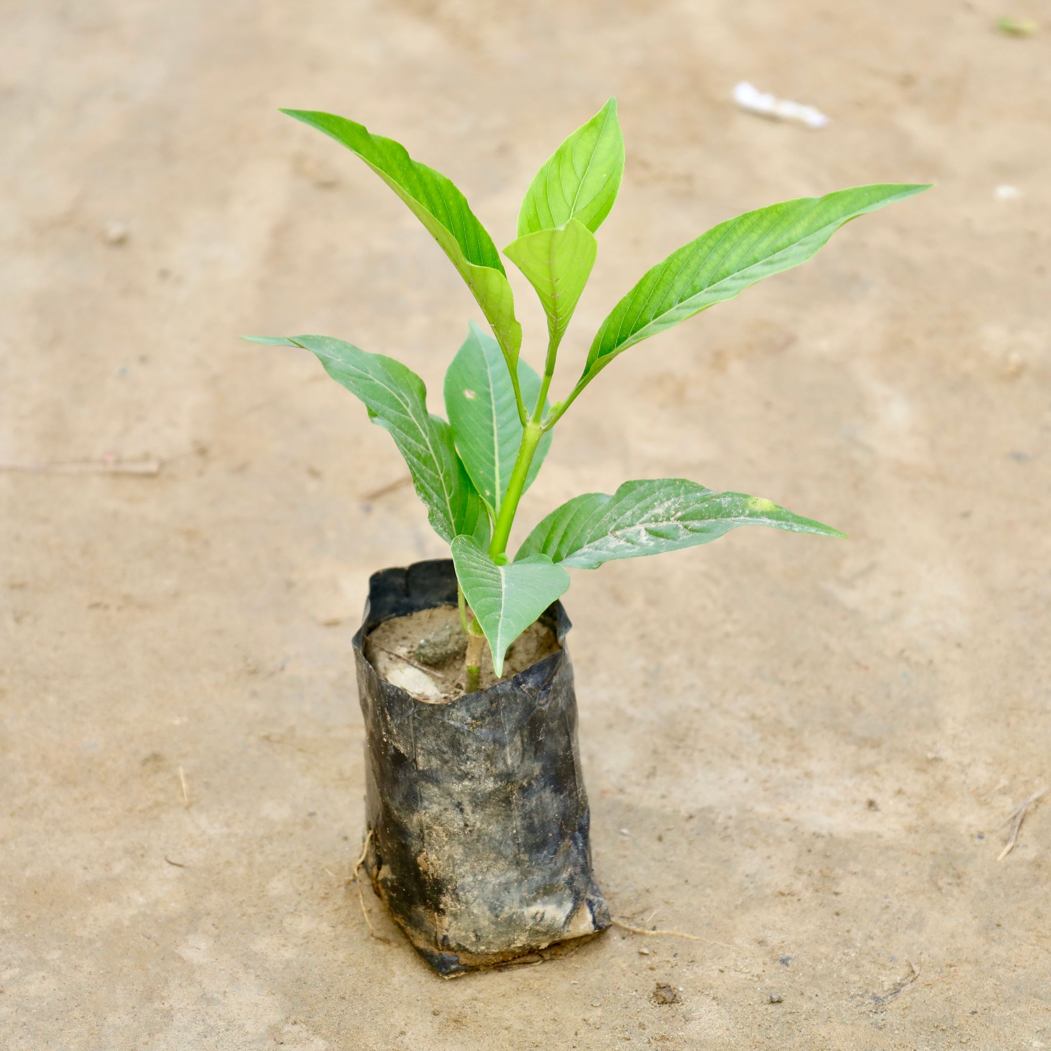 Adusa Plant  in 4 Inch Nursery Bag