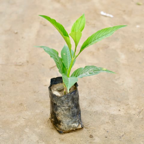 Adusa Plant  in 4 Inch Nursery Bag