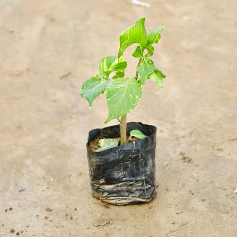 Acalypha (Any Colour)  in 4 Inch Nursery Bag