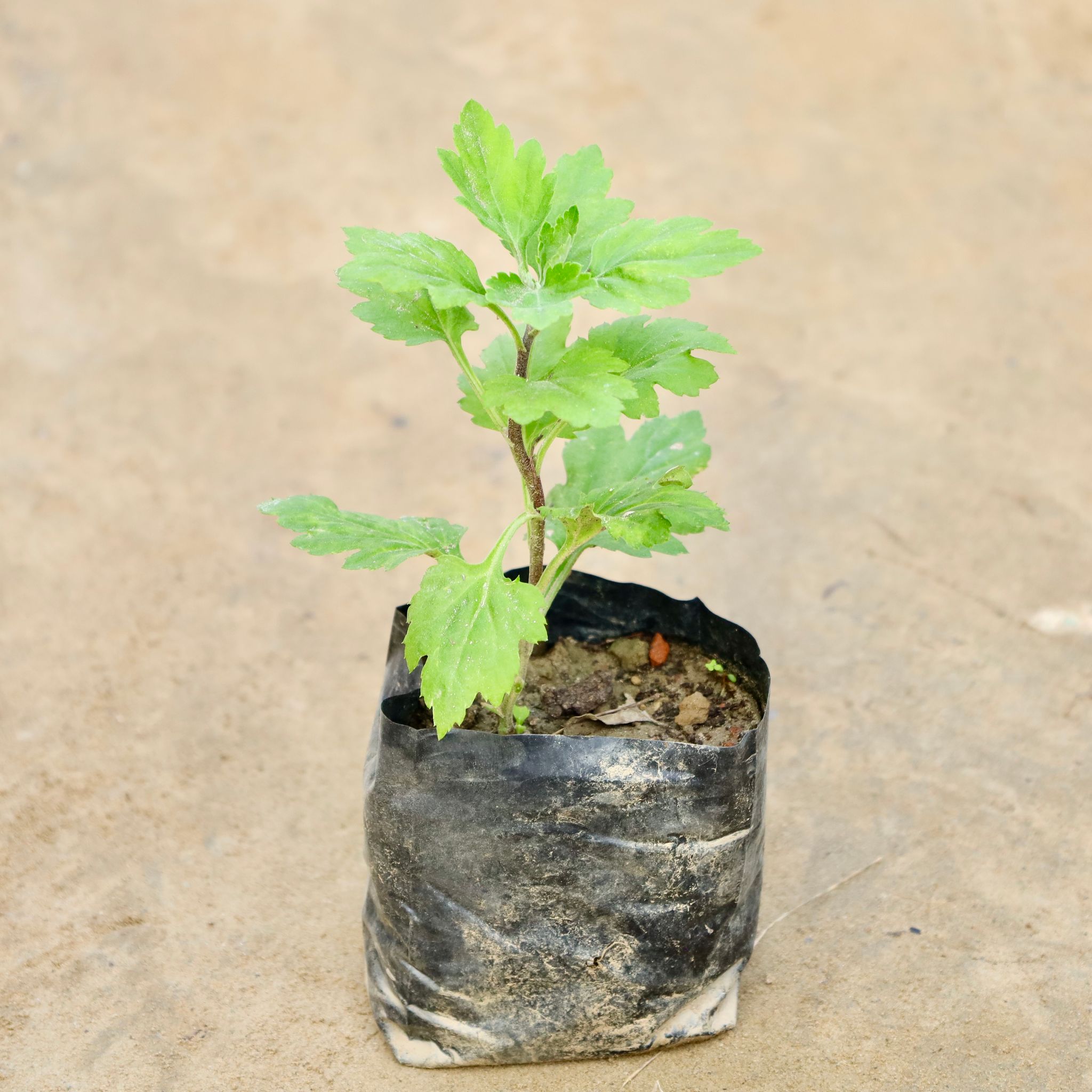 Chrysanthemum / Guldawari (Any Colour) in 4 Inch Nursery Bag