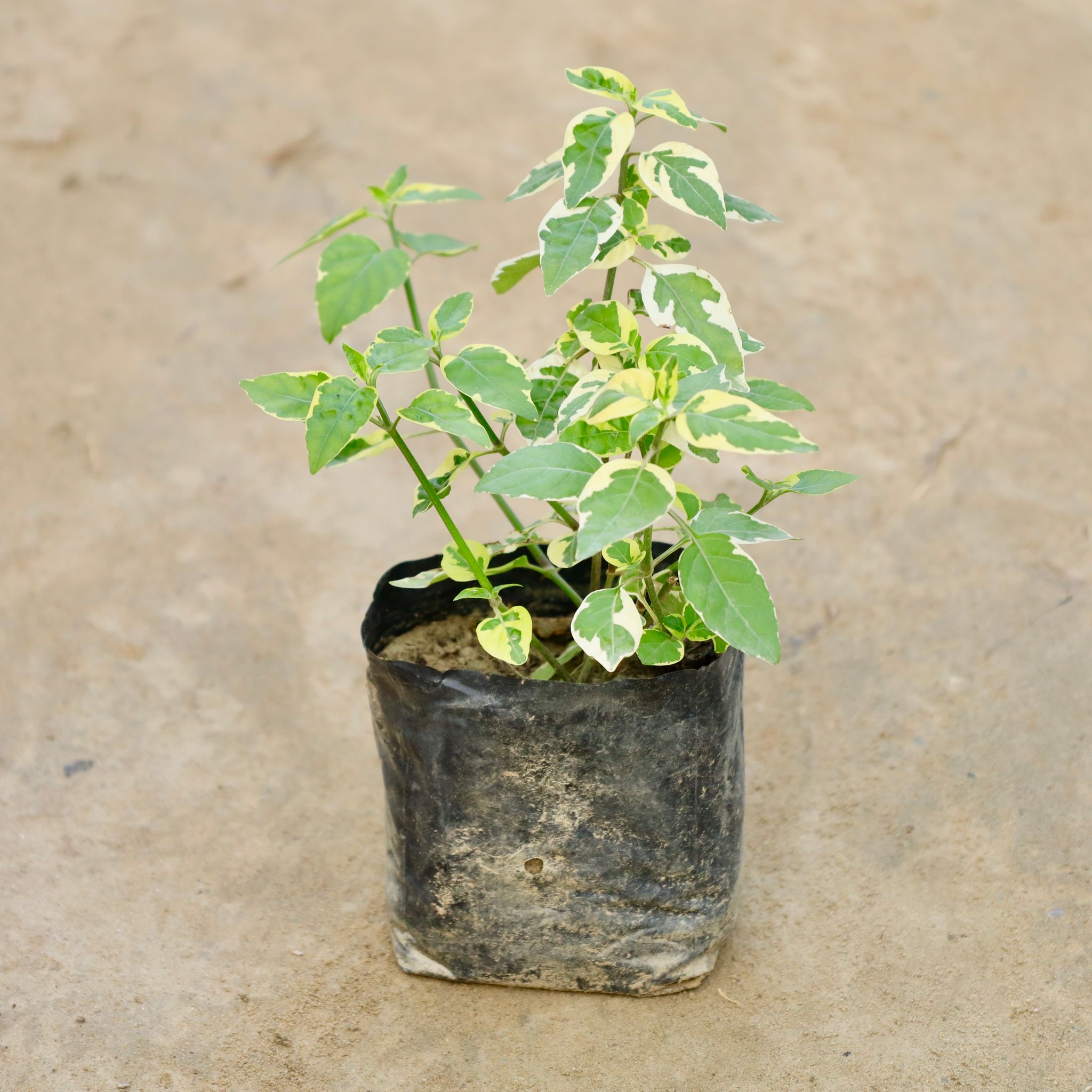 Chinese Violet  in 4 Inch Nursery Bag